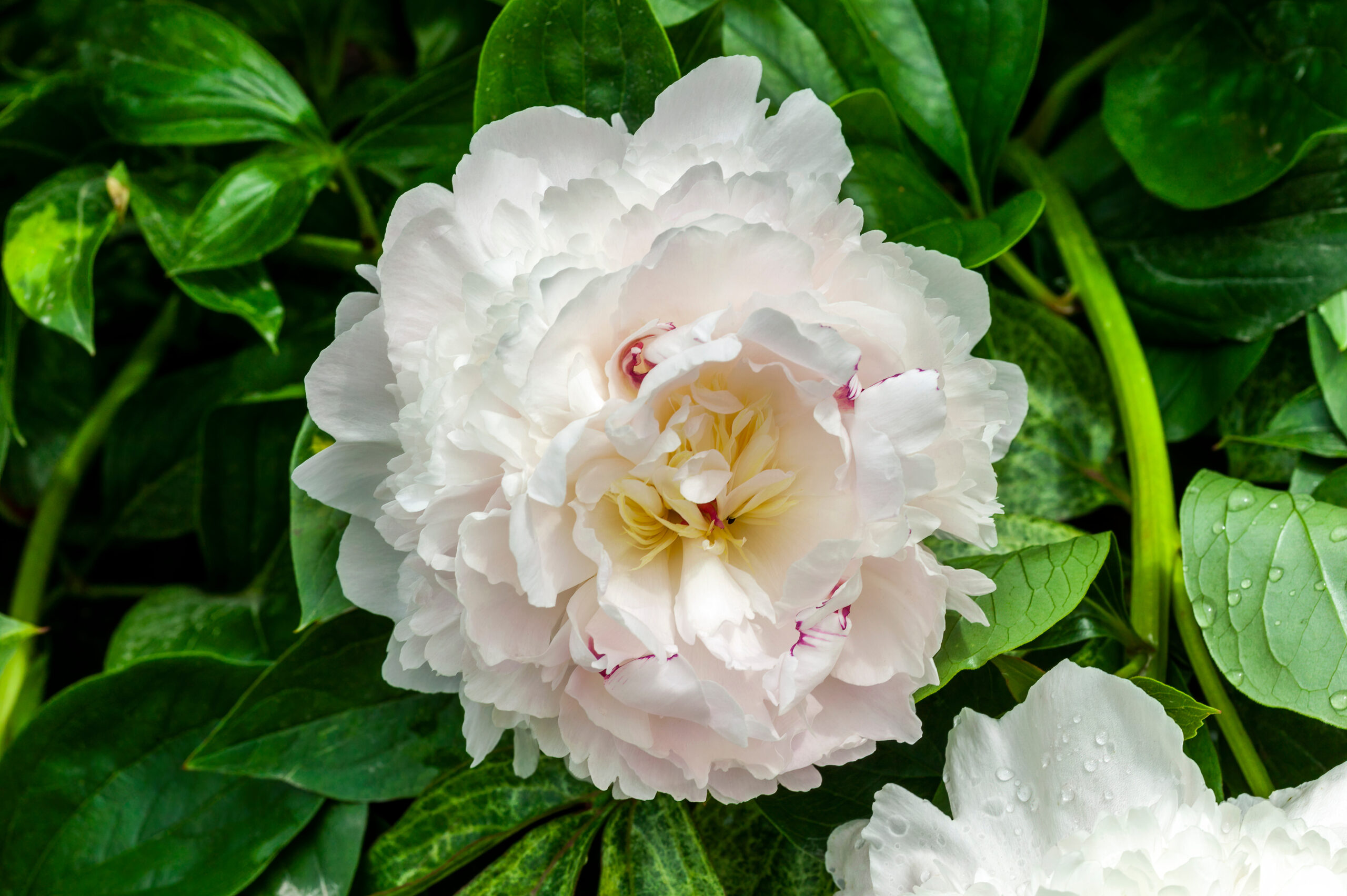 Peony 'Eden's Perfume' (Paeonia lactiflora) a spring summer flowering plant with a pale pink white early summertime flower commonly known as Chinese Peony, stock photo image