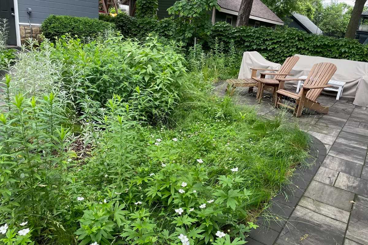 Eco-Friendly Rain Garden Success in St