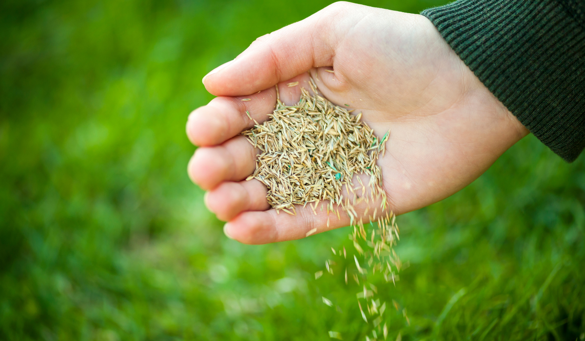 Hand releasing seeds into the grass