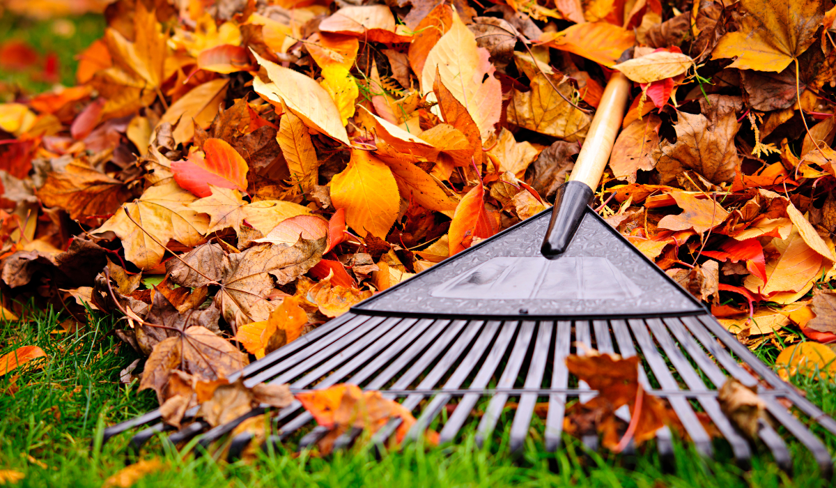 Raking colorful leaves in the yard