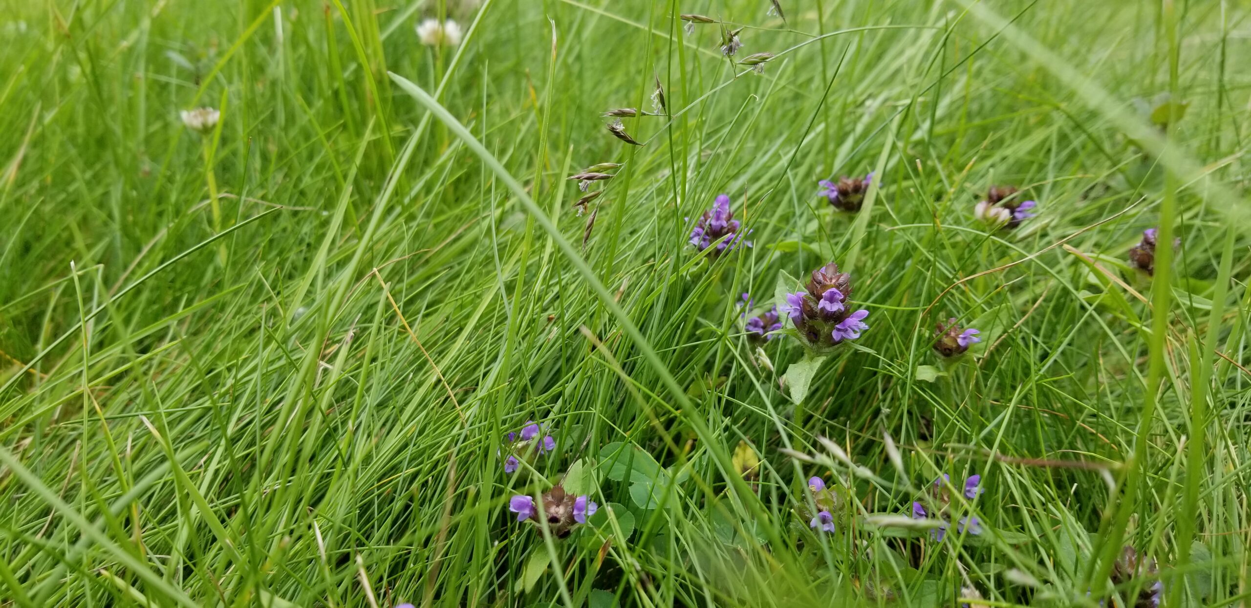 Bee lawn with clover and self-heal.