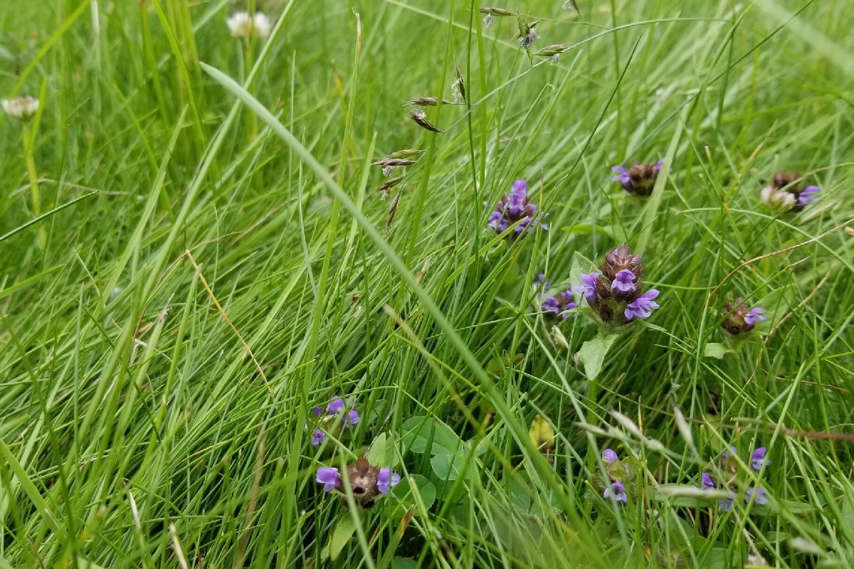 Bee Lawn Installation and Maintenance Featured Image