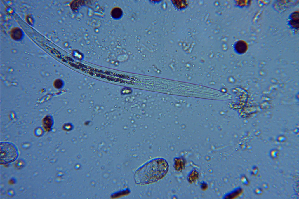 Beneficial nematodes for grub control