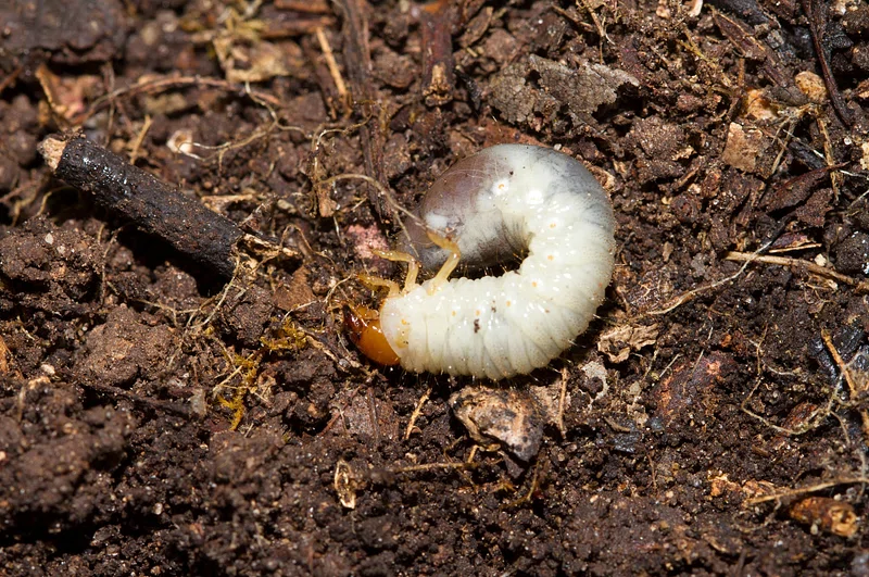 Grubs are ugly little lawn killers.