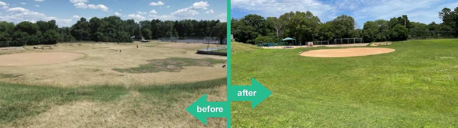 Organic elementary school lawn in Hopkins Minnesota