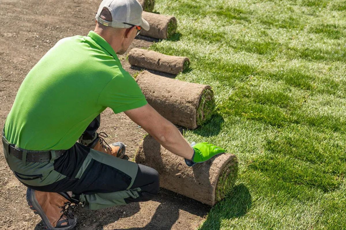 Seed VS Sod Featured Image