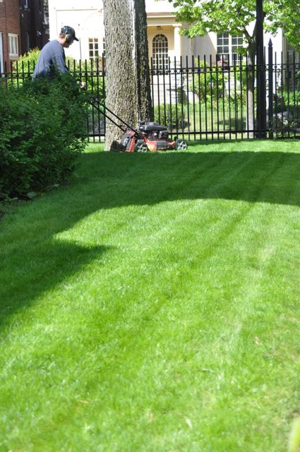 Restored lawn in Minneaoplis