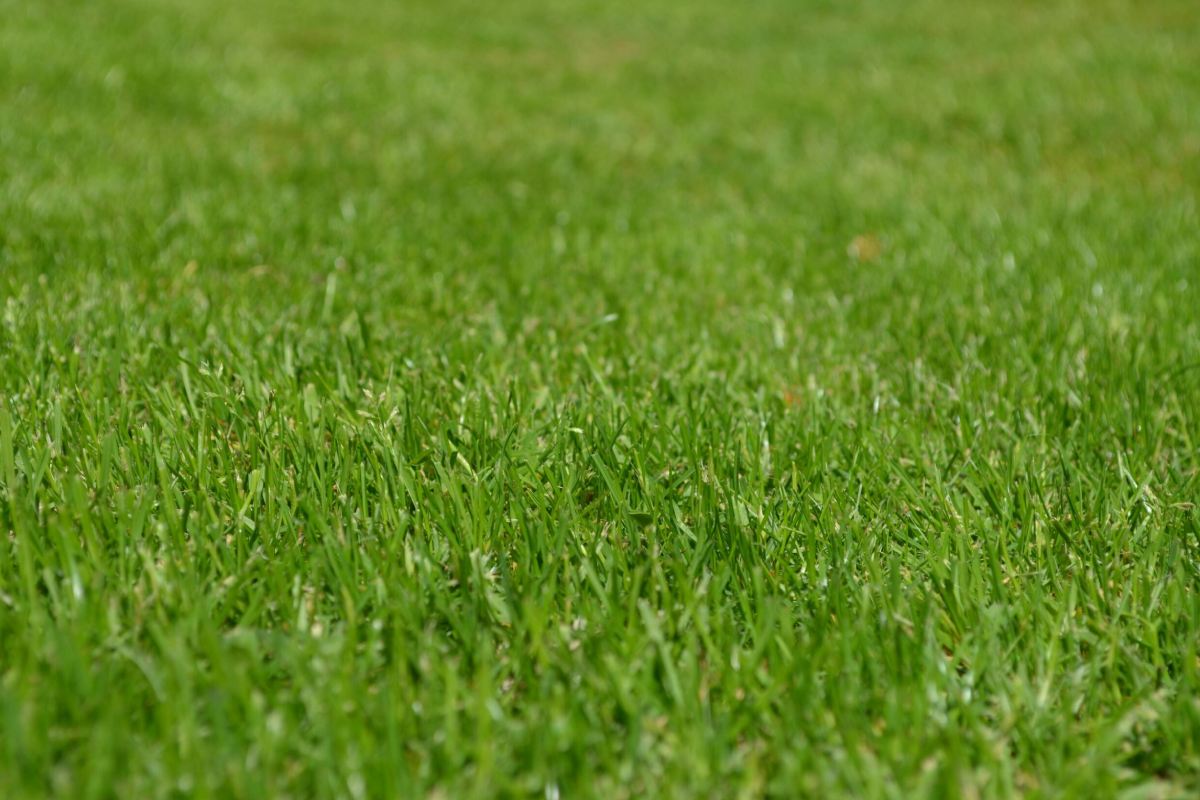 Spring Lawn Maintenance Minneapolis Area Tips Featured Image