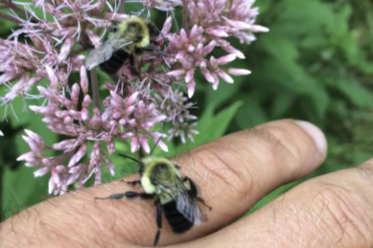 Beauty is in the Eye of the Bee-Holder Pt.1 Image