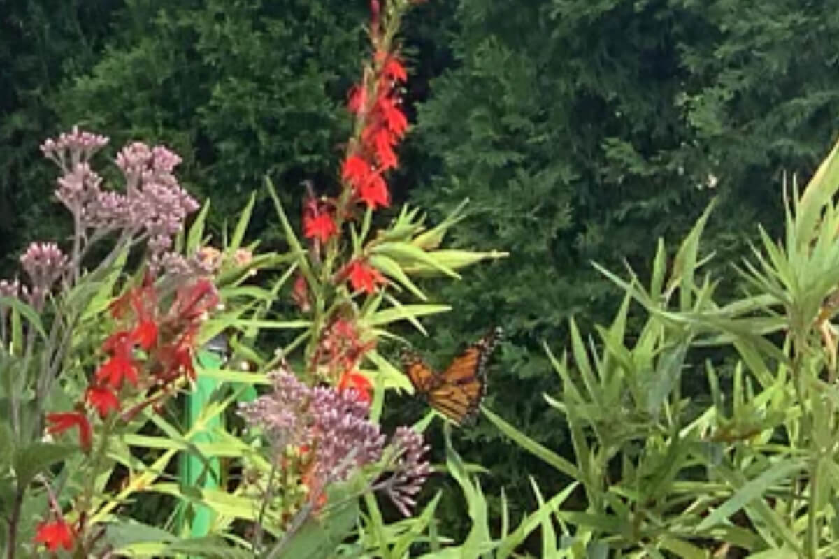 Beauty is in the Eye of the Bee-Holder Pt.2 Image