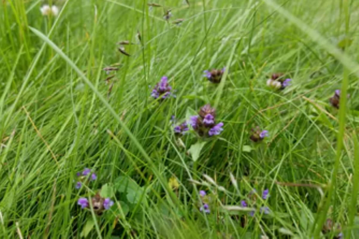 Beauty is in the Eye of the Bee-Holder Pt.3 Image