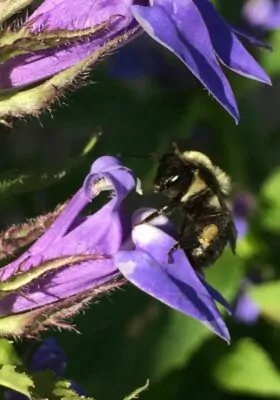 Bee On Grea Blue Lobelia Scaled Portrait