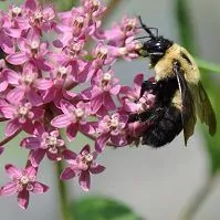 Bee On Milkweed