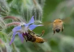 Bees on Borage