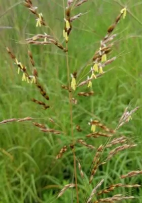 Big Bluestem Scaled Portrait
