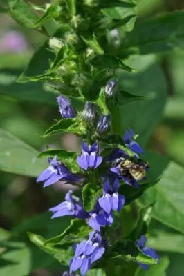 Bumble Bee On Blue Lobeia