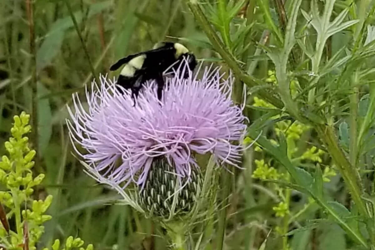 Catching The Buzz Image