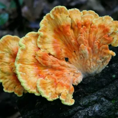 Chicken of the Woods