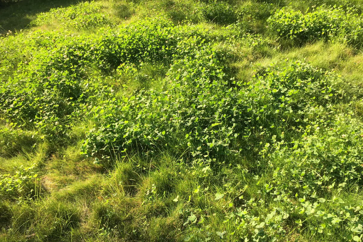 Earth Friendly Lawn & Garden Blog Image