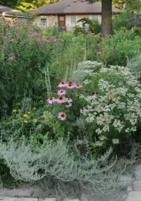 Echinacea and Others