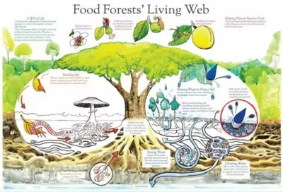 Food Forest Living Web