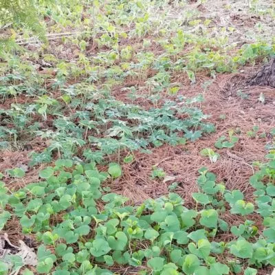 Ginger and Waterleaf Square