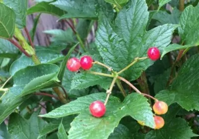 High Bush Cranberry
