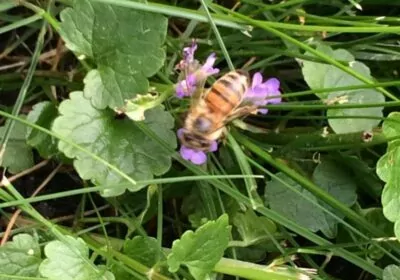 Honey Bee on Good Time Charlie