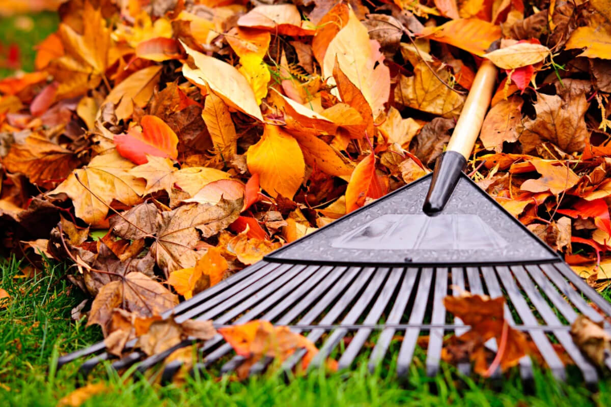 Leaf Removal Image