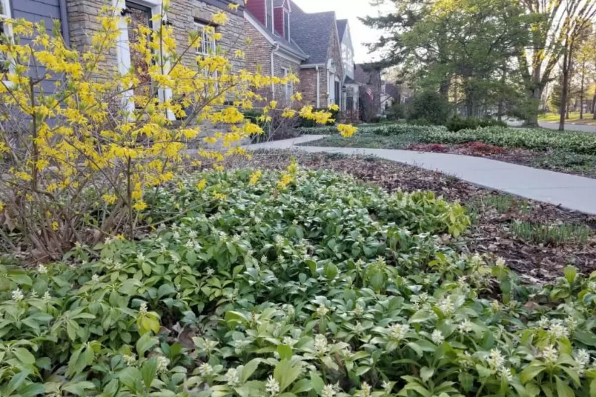 Low Maintenance Landscapes Blog Image