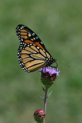 Monarch On Meadow Blazingstar