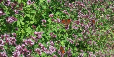 Oregano Scaled Panorama