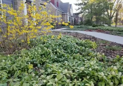 Pachysandra and Forsythia Landscape