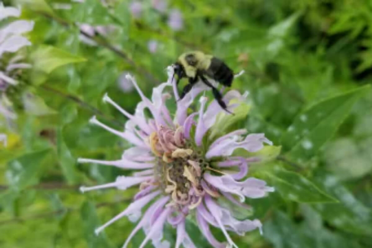 Pollinator Lawns and Landscapes Image
