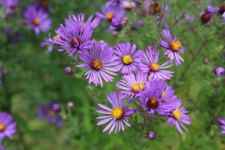 Prairie Flowers