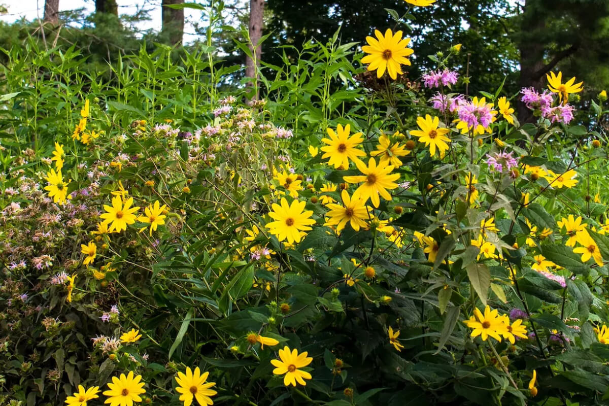 Prairie Gardens in Minnesota Image