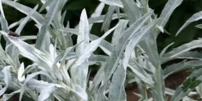 Prairie Sage Panorama