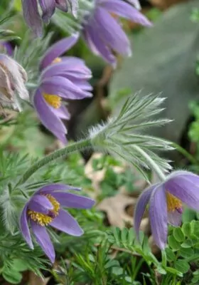 Pulsatilla Portrait
