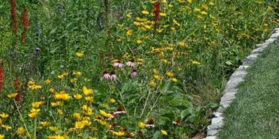 Rain Garden 2 Panorama