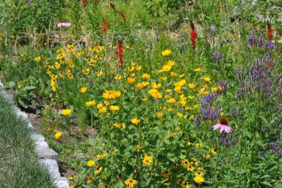 Rain Gardens Blog Image