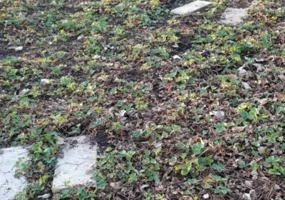 Strawberries As Ground Cover Landscape