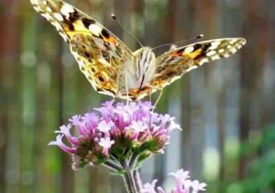 Verbena Vervain Landscape
