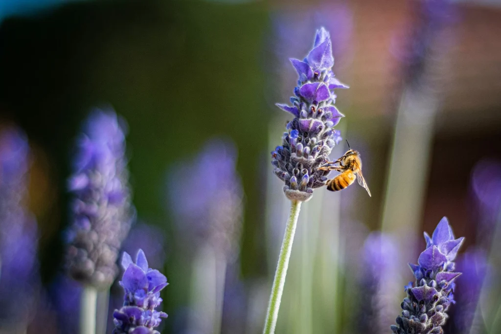Why Hire Local Landscapers to Design Your Bee-Friendly Yard