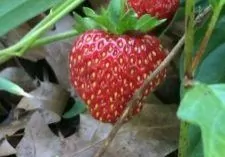 Wild Strawberry