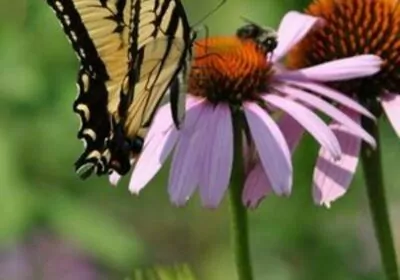 Yellow Butterfly onEchinacea Landscape