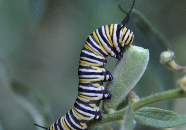 Monarch caterpillar eating milkweed