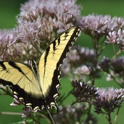 Yellow butterfly landing on pale pink flowers