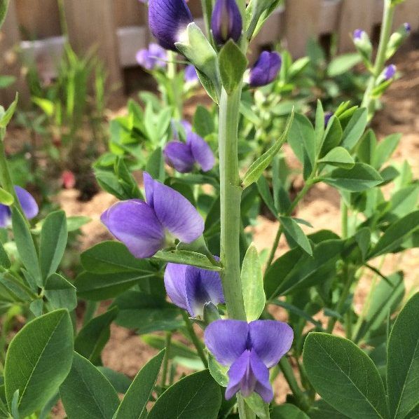 Purple flowers growing along a plant's stem