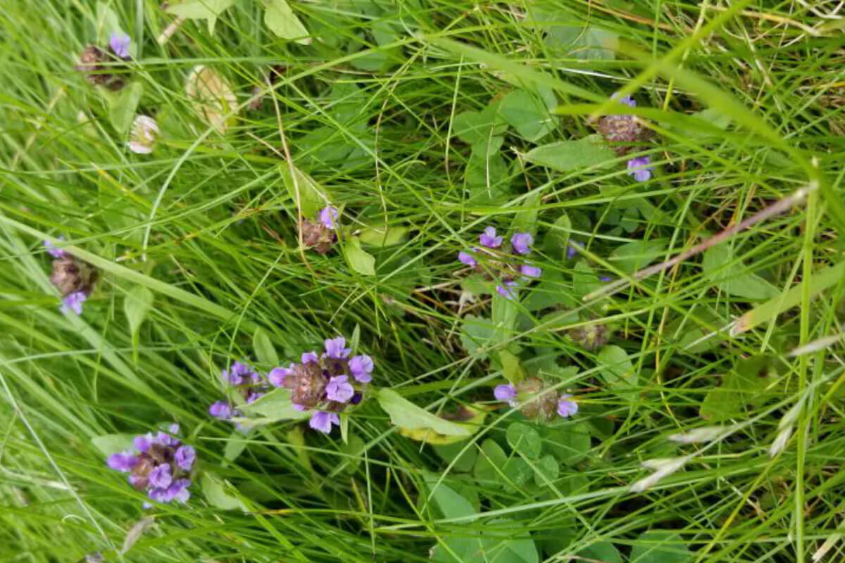 Organic Weed Control in Minneapolis Image