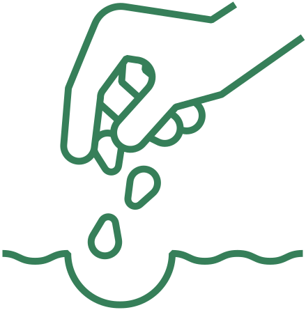Seed